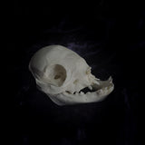 Deformed piglet Skull