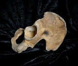 Human hip bone