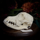 Dog Skull - A Male “Corgi”