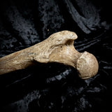 Human femur bone