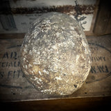 Human skull
