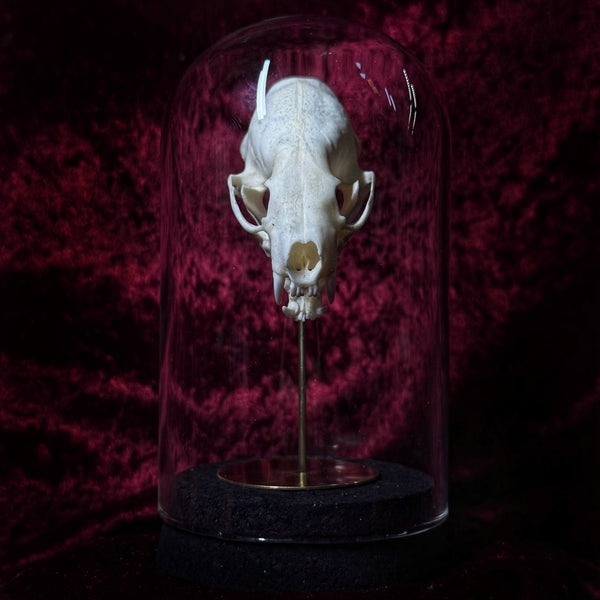 “Mink skull” in a glass dome