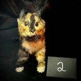 Item 2. Taxidermy kitten