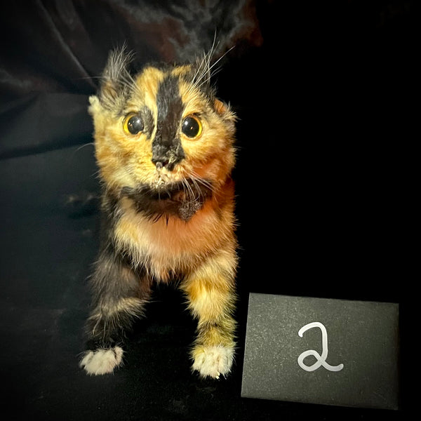 Item 2. Taxidermy kitten