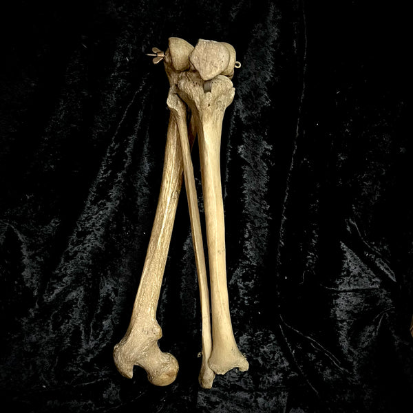 Articulated right leg