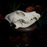 Dog Skull - A Male “Alaskan Malamute”