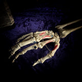 Medically articulated (Right) Human Hand and Arm