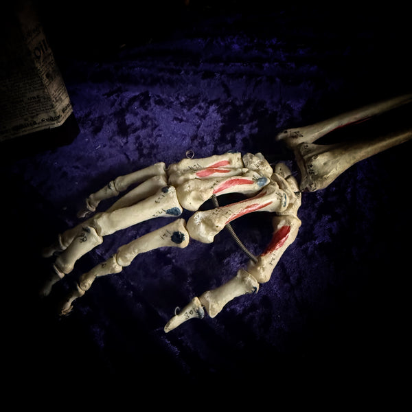 Medically articulated (Right) Human Hand and Arm