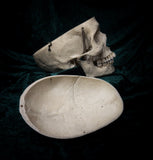 Medically prepared human skull