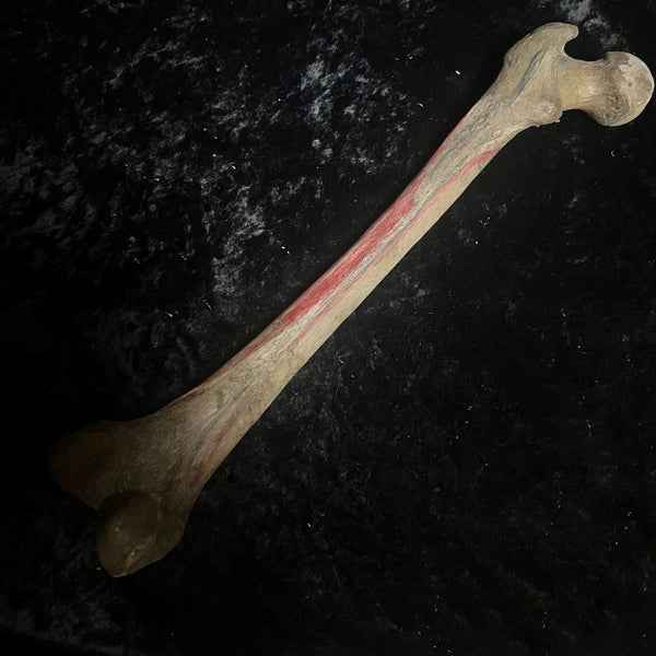 Human femur bone