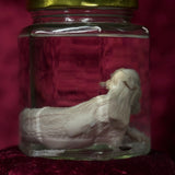 Wet Specimen “Foetal Piglet”