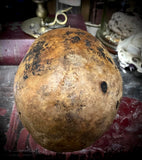 Human skull