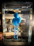 Diaphonized human fetal specimen