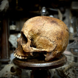 Human skull *COMPETITION*