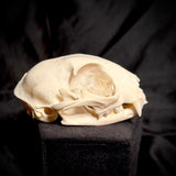 Item 12. Cat skull