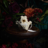 Dog Skull - A Male “Corgi”