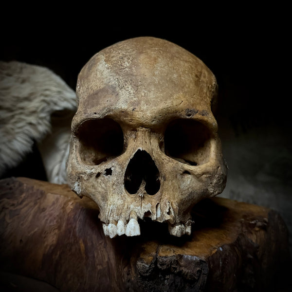 Human skull *COMPETITION*