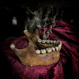A mandible