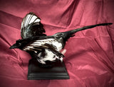 Taxidermy magpie