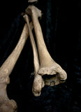 Articulated right leg