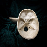 Medically prepared human skull