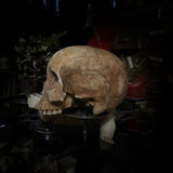 Human skull