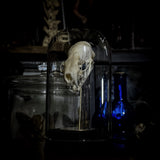 “Mink skull” in a glass dome