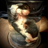 Item 12. Wet kitten