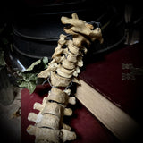 Articulated human spine