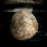 Human skull