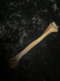 Human humerus bone