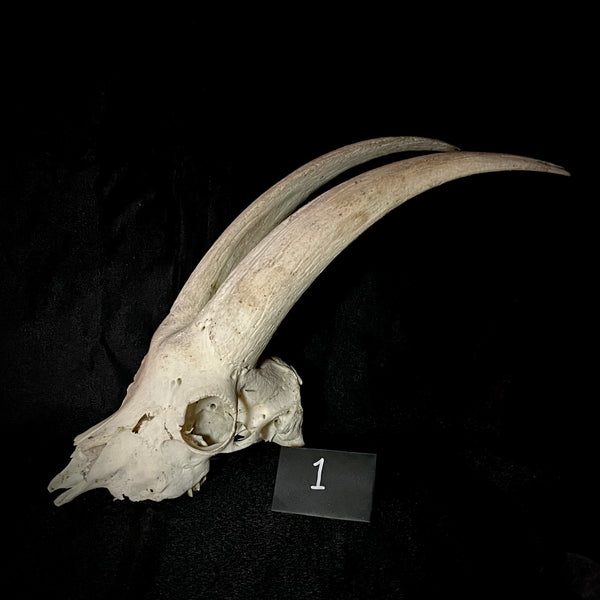 Item 1. Goat skull