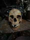 Human skull