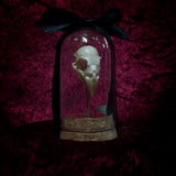 “Finch Skull” in a glass dome