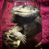 Wet Specimen “Bearded Dragon”