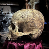 Human skull