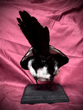 Taxidermy magpie