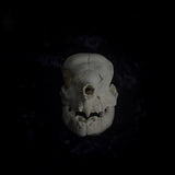Deformed piglet Skull