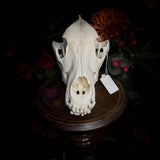 Dog Skull - A Female “Slovak Cuvac”