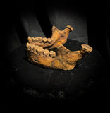 A mandible