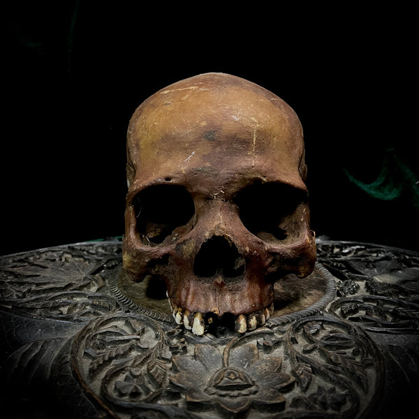 Human skull *COMPETITION*