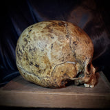 Item 3. Child skull