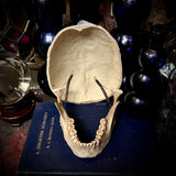 A human medical skull