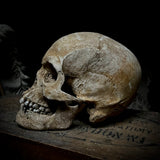 Human skull with mandible