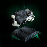 Taxidermy Magpie