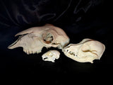Item 19. Animal skull lot