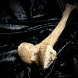 Human femur bone