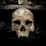 Human skull