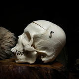 Human child skull