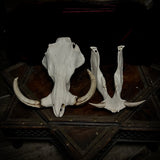 Warthog skull